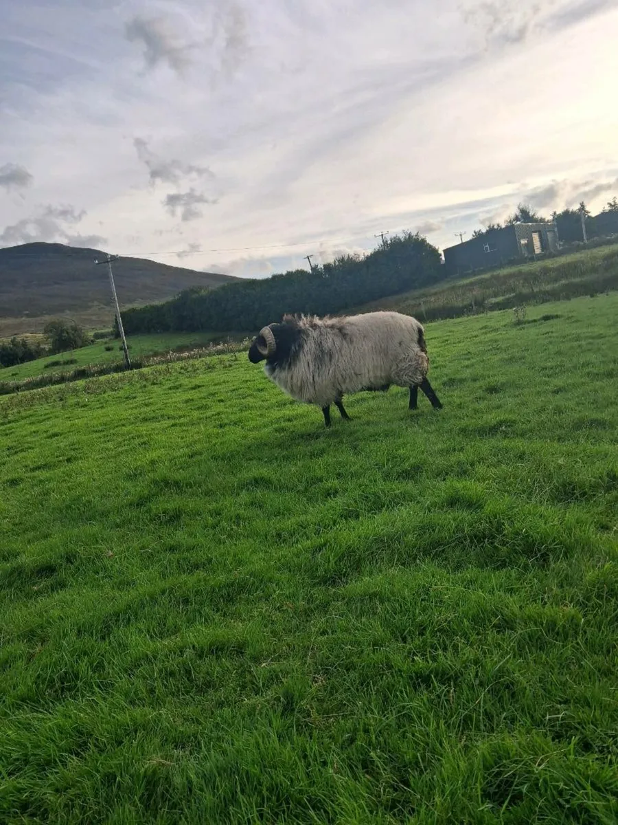 Sheep - Image 2