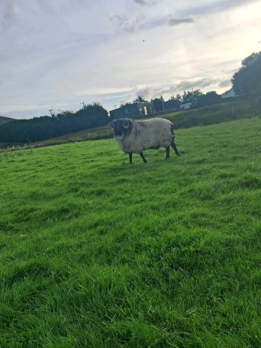 Sheep - Image 3