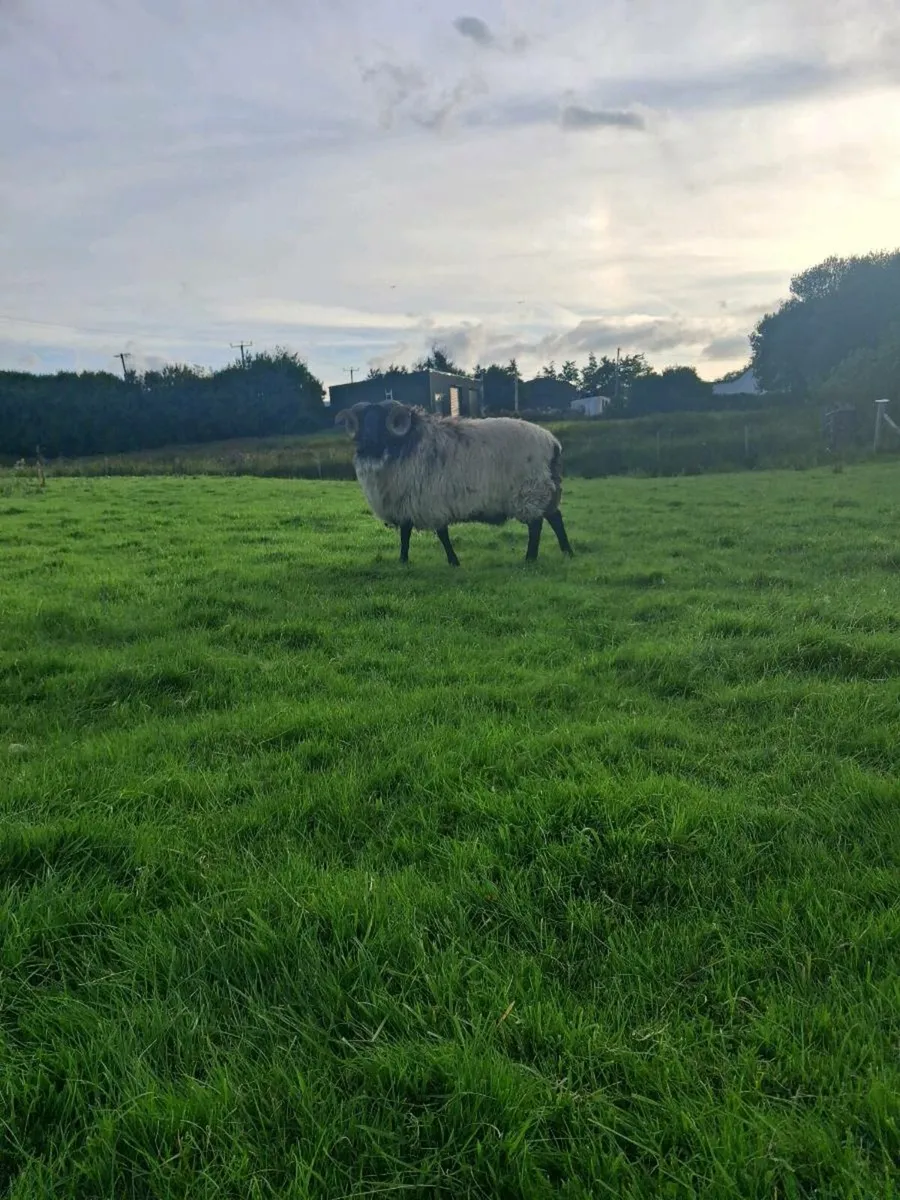 Sheep - Image 4