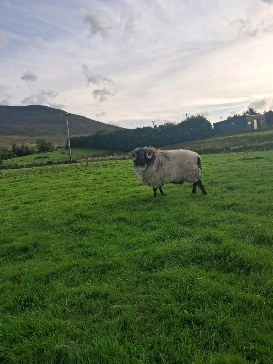 Sheep - Image 1