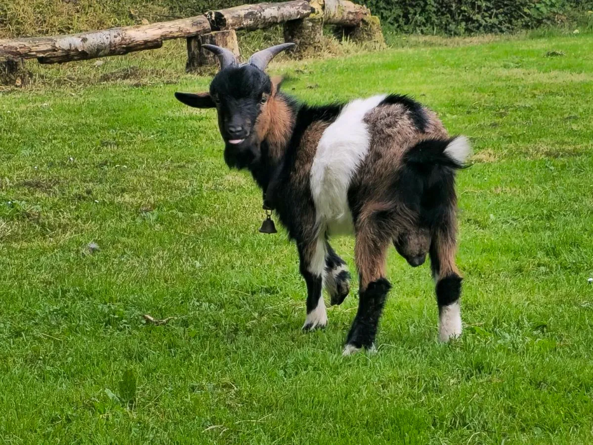 Pygmy goat