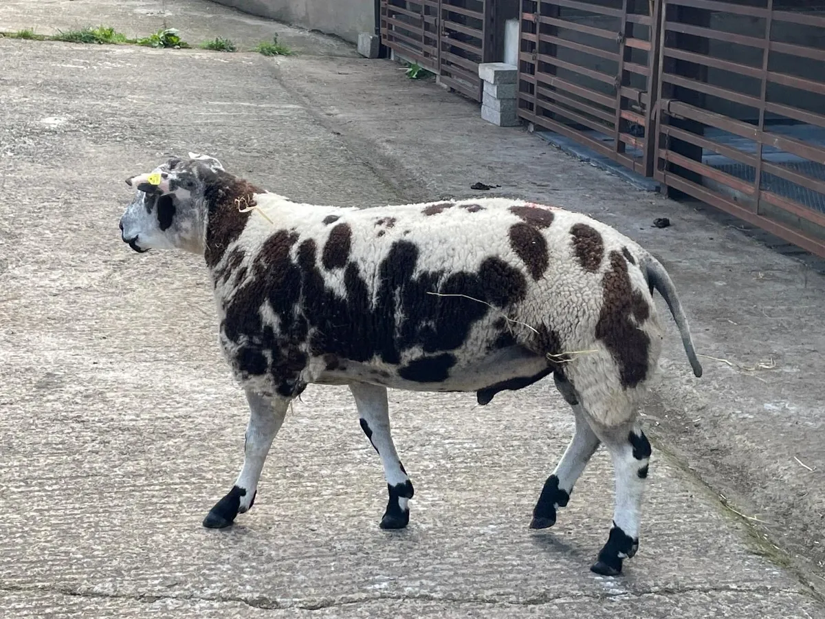 Dutch Spotted Sheep - Image 3