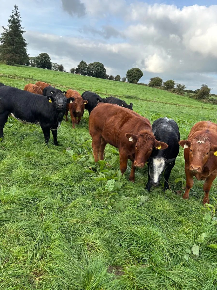 Breeding Heifers - Image 1