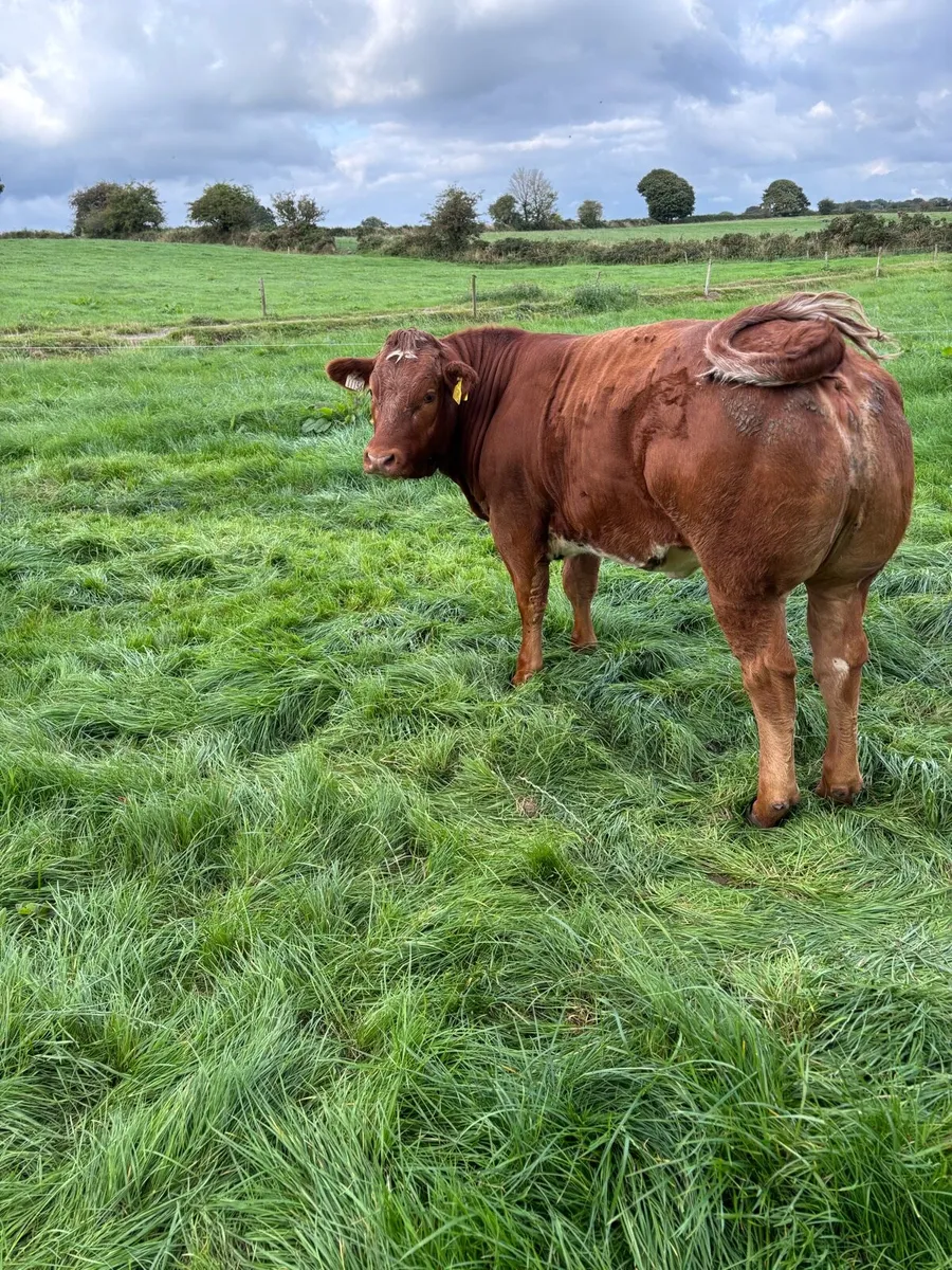 Breeding Heifers - Image 2