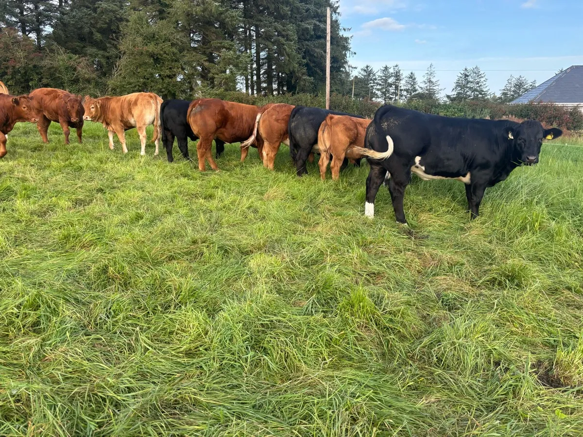 Breeding Heifers - Image 3