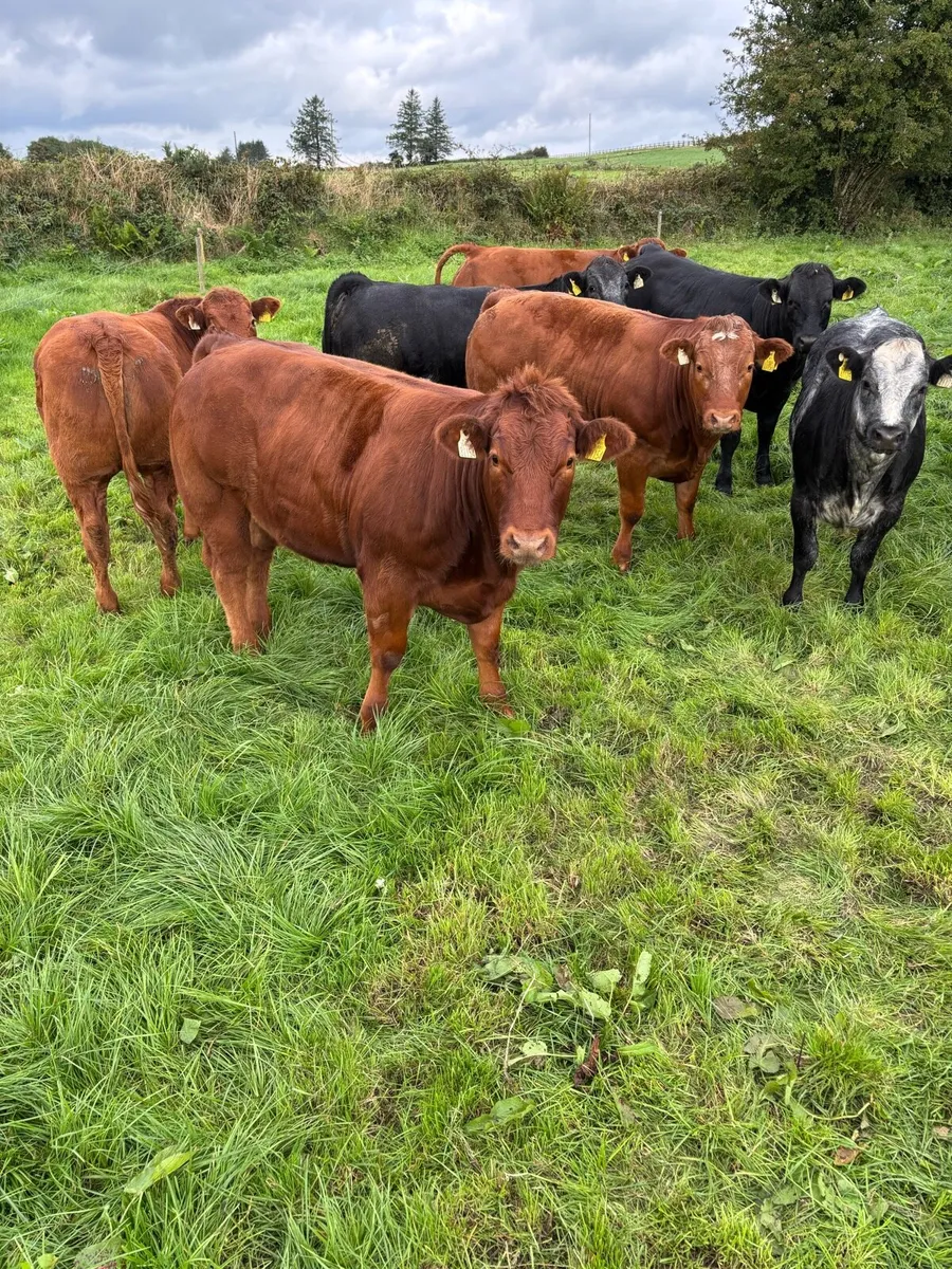 Breeding Heifers - Image 4