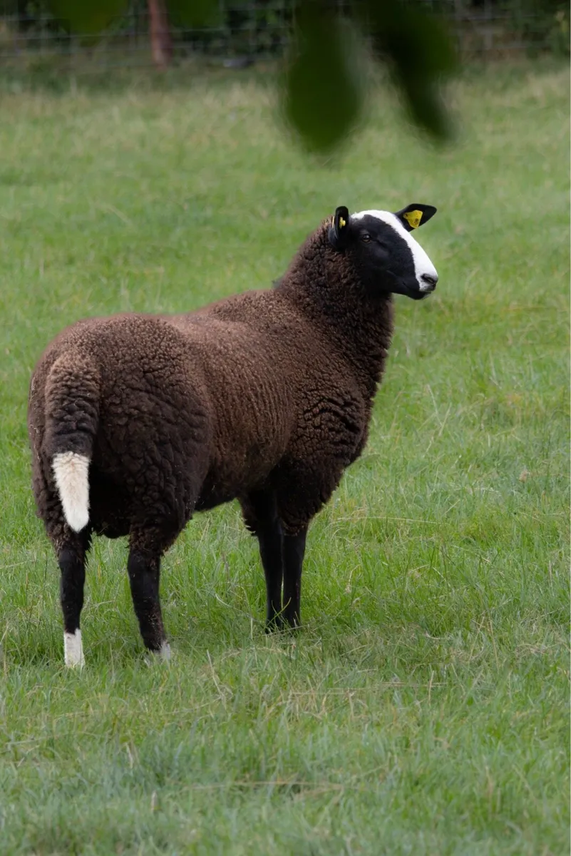 Zwartble Ram Lamb - Image 1