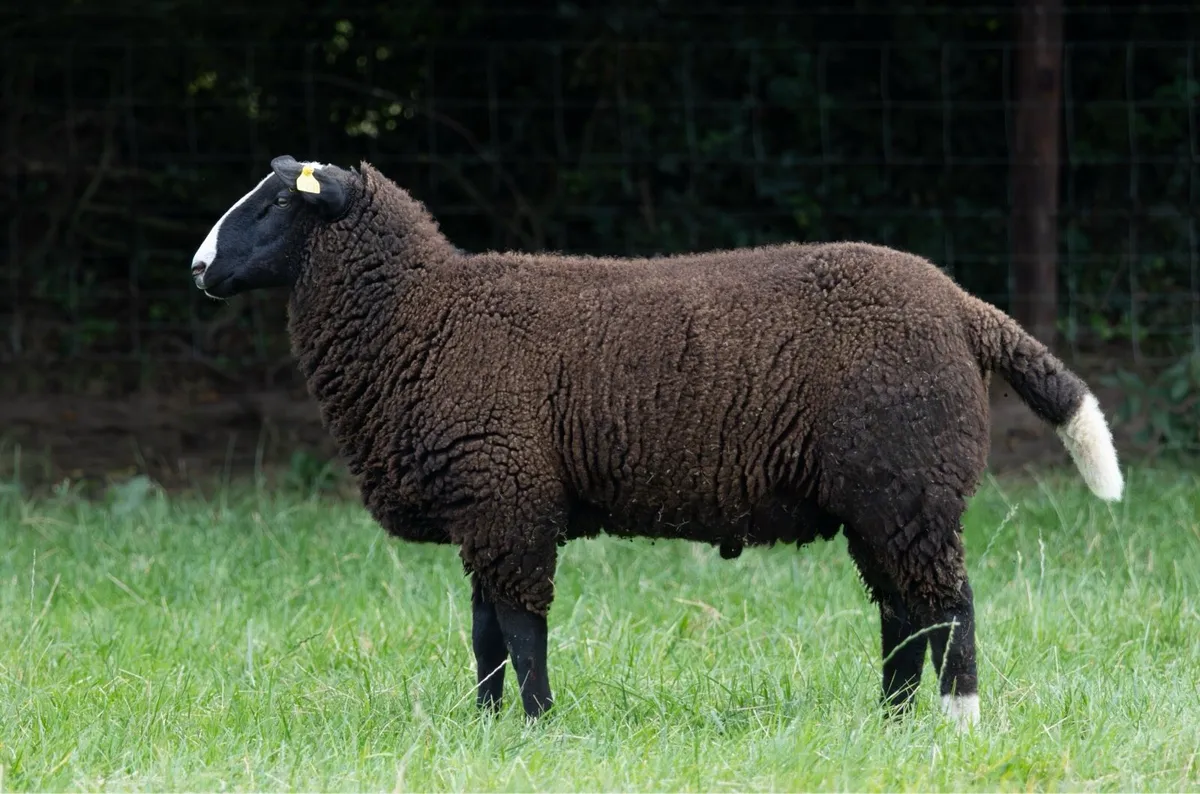 Zwartble Ram Lamb - Image 2