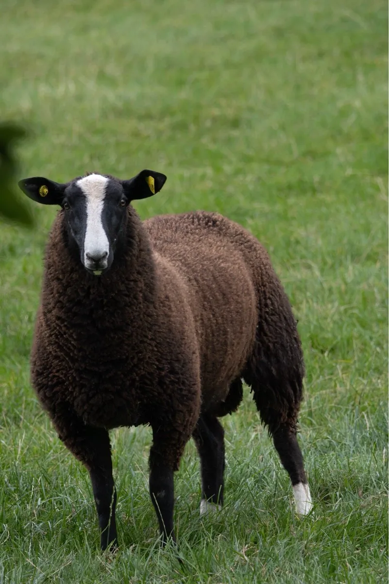 Zwartble Ram Lamb - Image 3