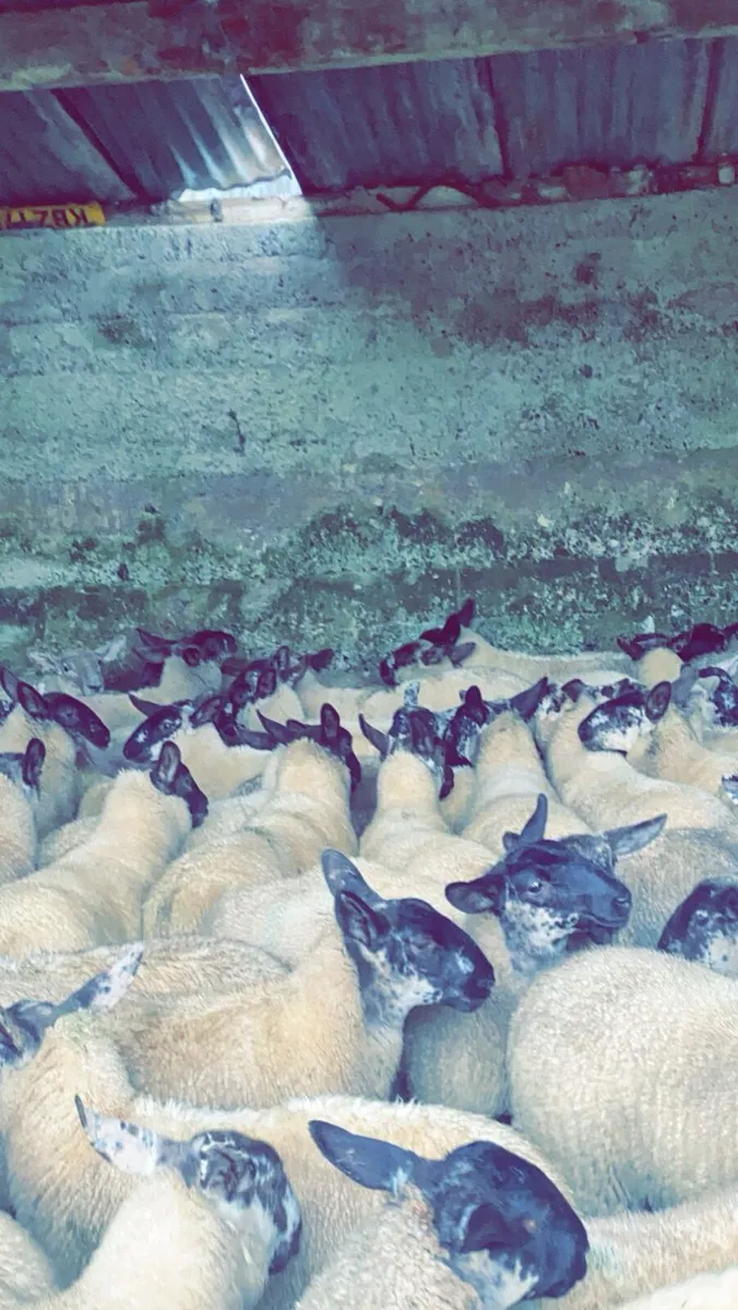suffolk cheviot ewe lambs - Image 2
