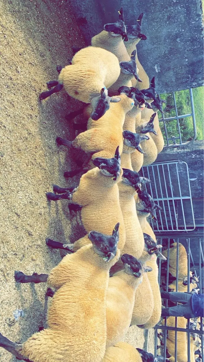 suffolk cheviot ewe lambs - Image 1