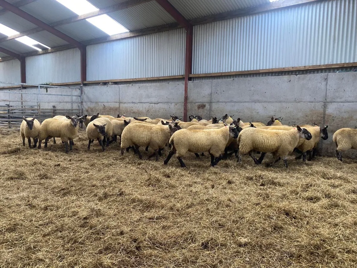 suffolk cheviot ewe lambs - Image 3