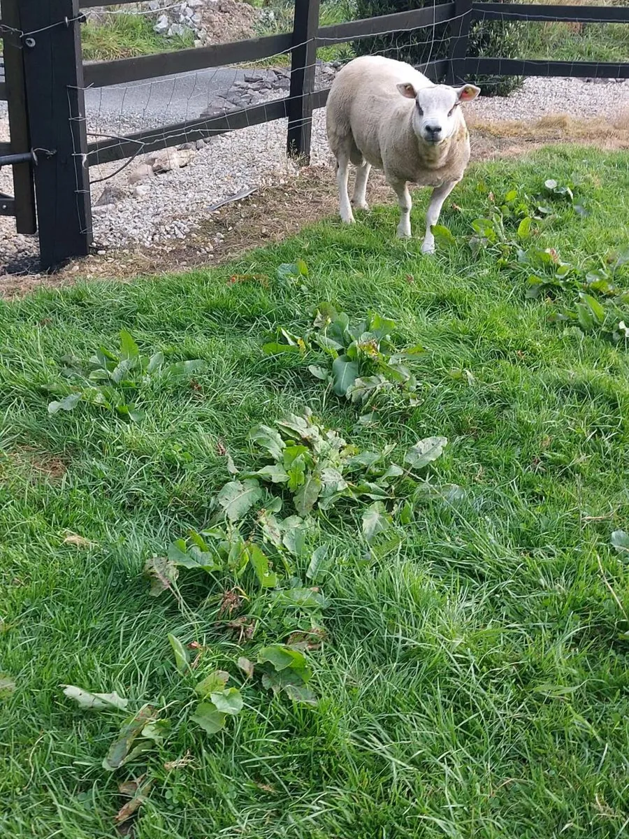 Beltex Hogget Ram - Image 1