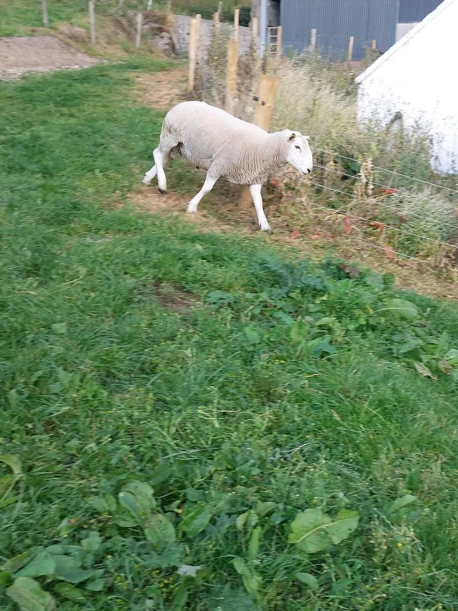 Cheviot Hogget Ram - Image 3