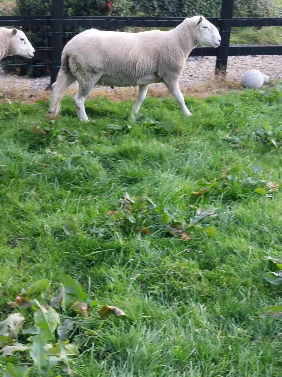 Cheviot Hogget Ram - Image 2