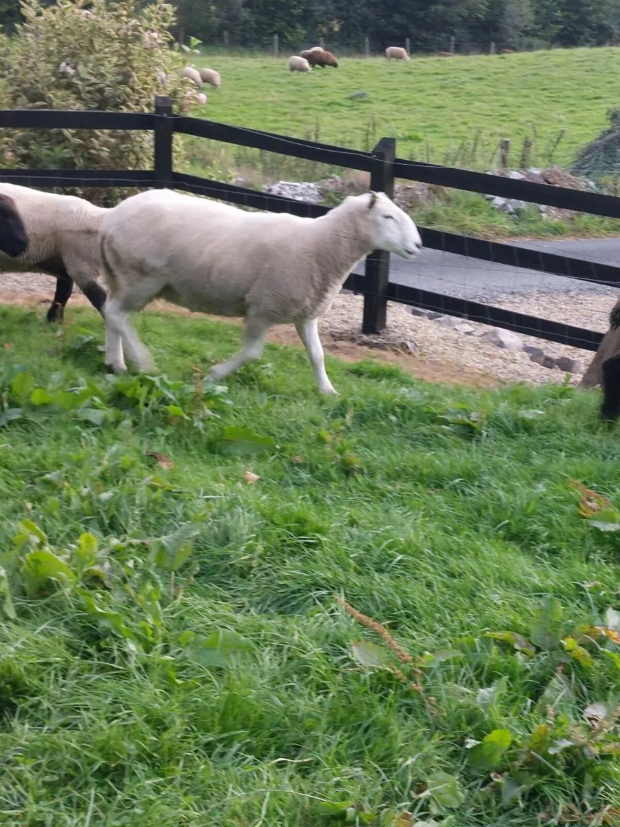 Cheviot Hogget Ram - Image 4