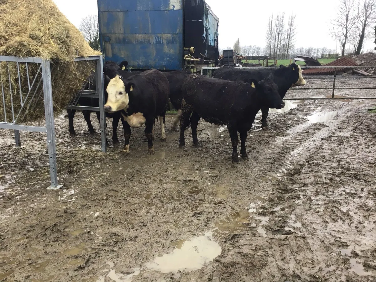 AA heifers - Image 2