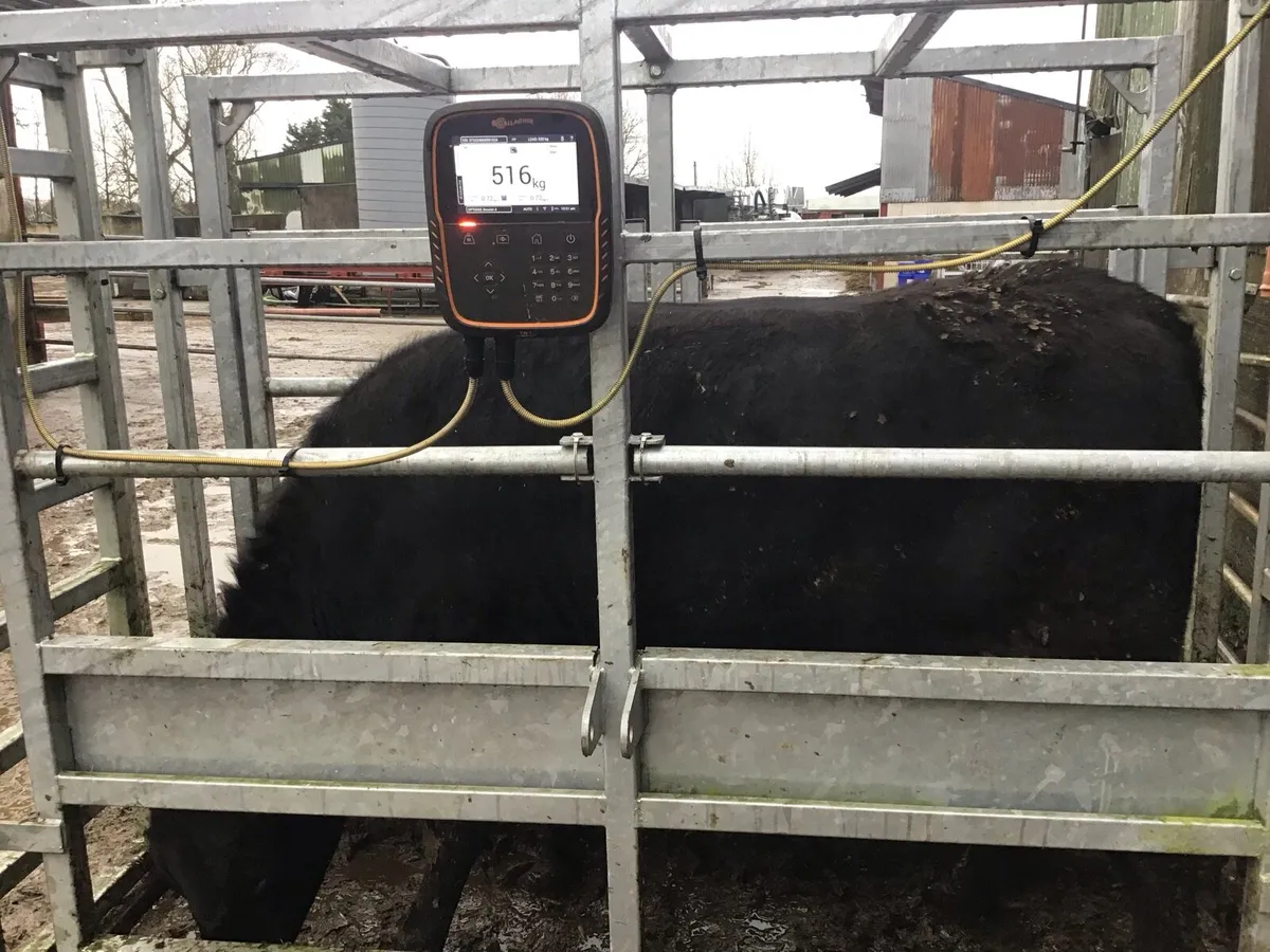 AA heifers - Image 1