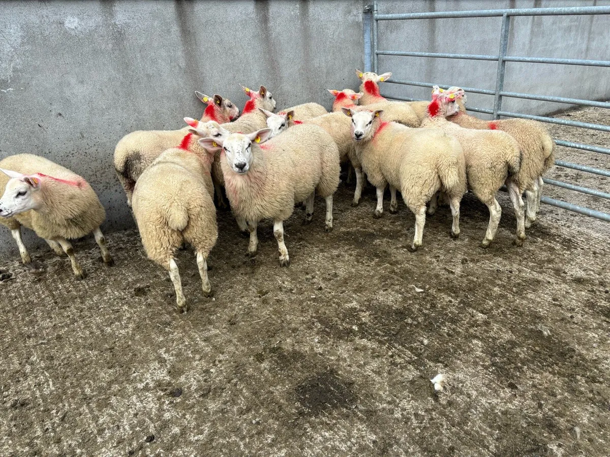 Sheep - Image 1