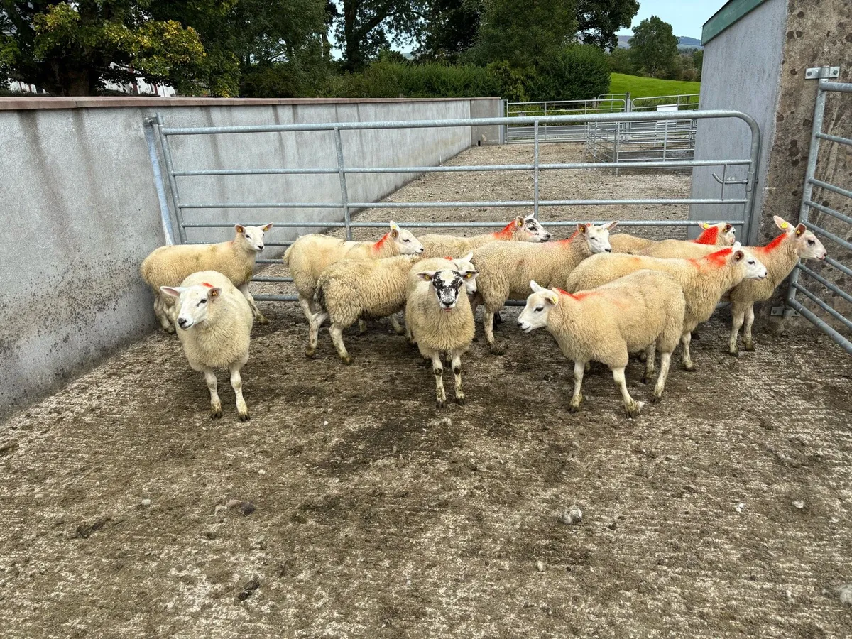 Sheep - Image 2