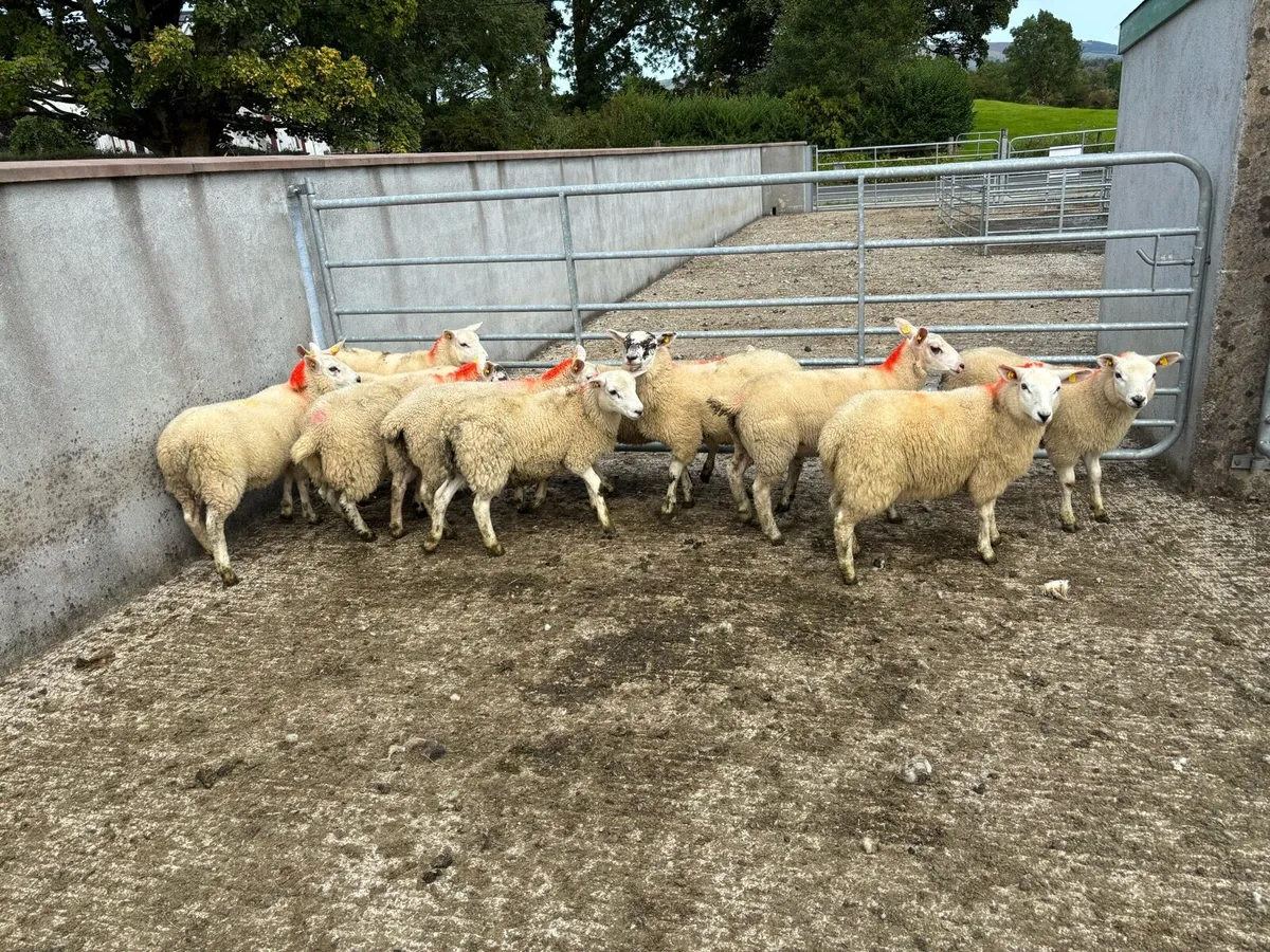 Sheep - Image 3