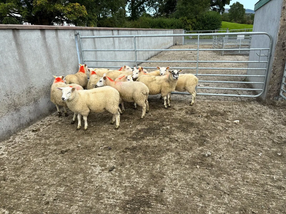 Sheep - Image 4