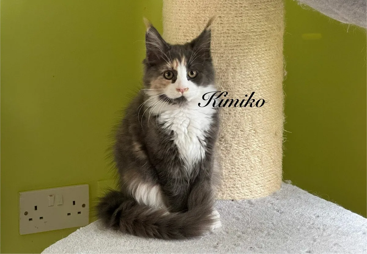 Purebred Maine Coon kittens - Image 4