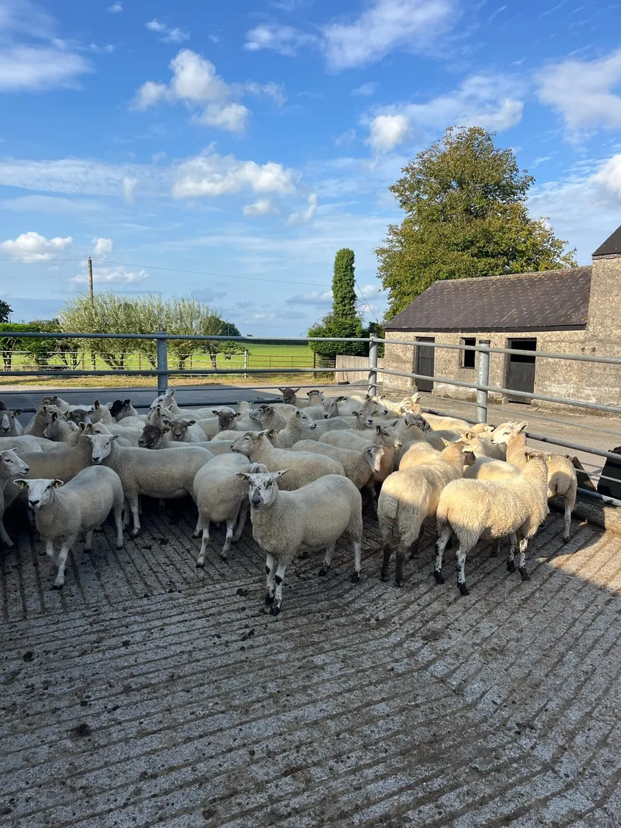Hoggets - Image 1