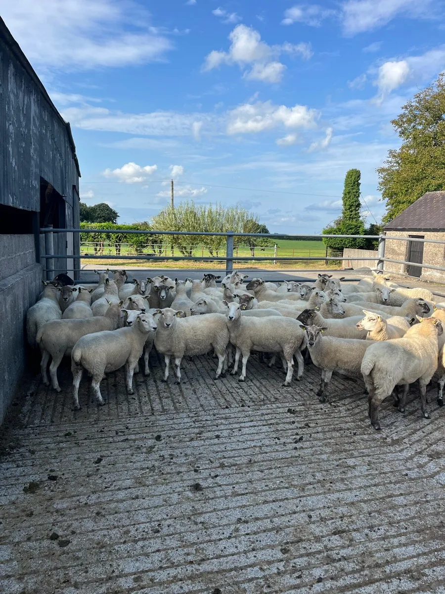 Hoggets - Image 2