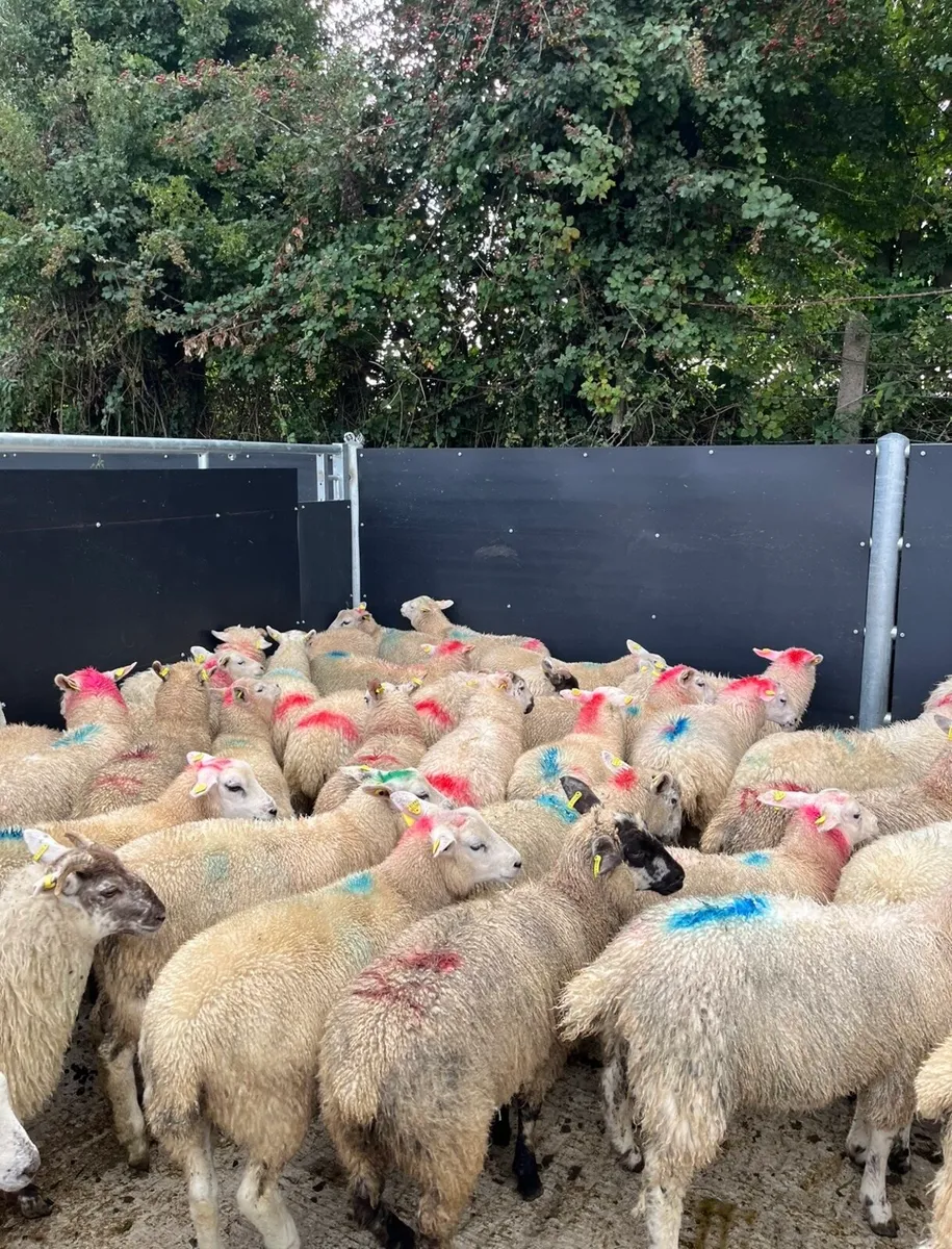 50 super ewe lambs for sale - Image 1