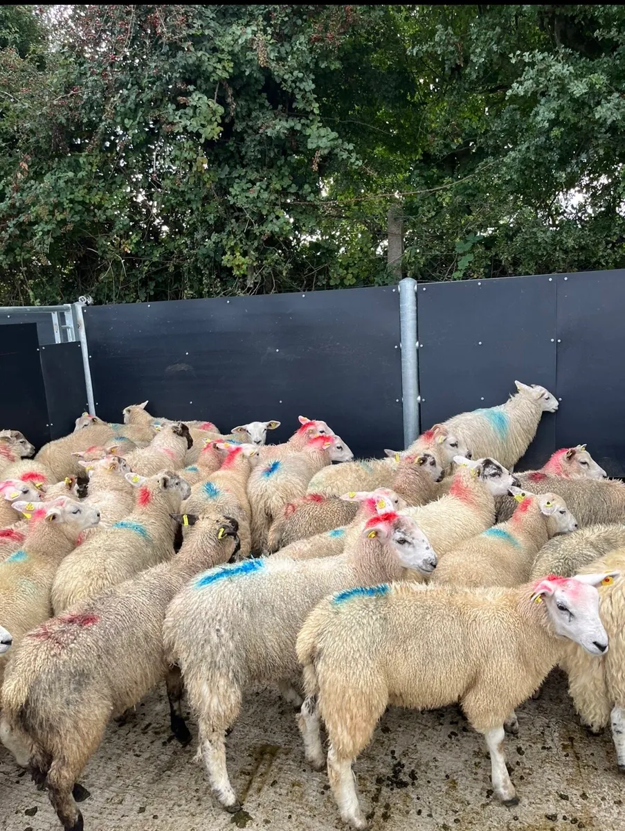50 super ewe lambs for sale - Image 2