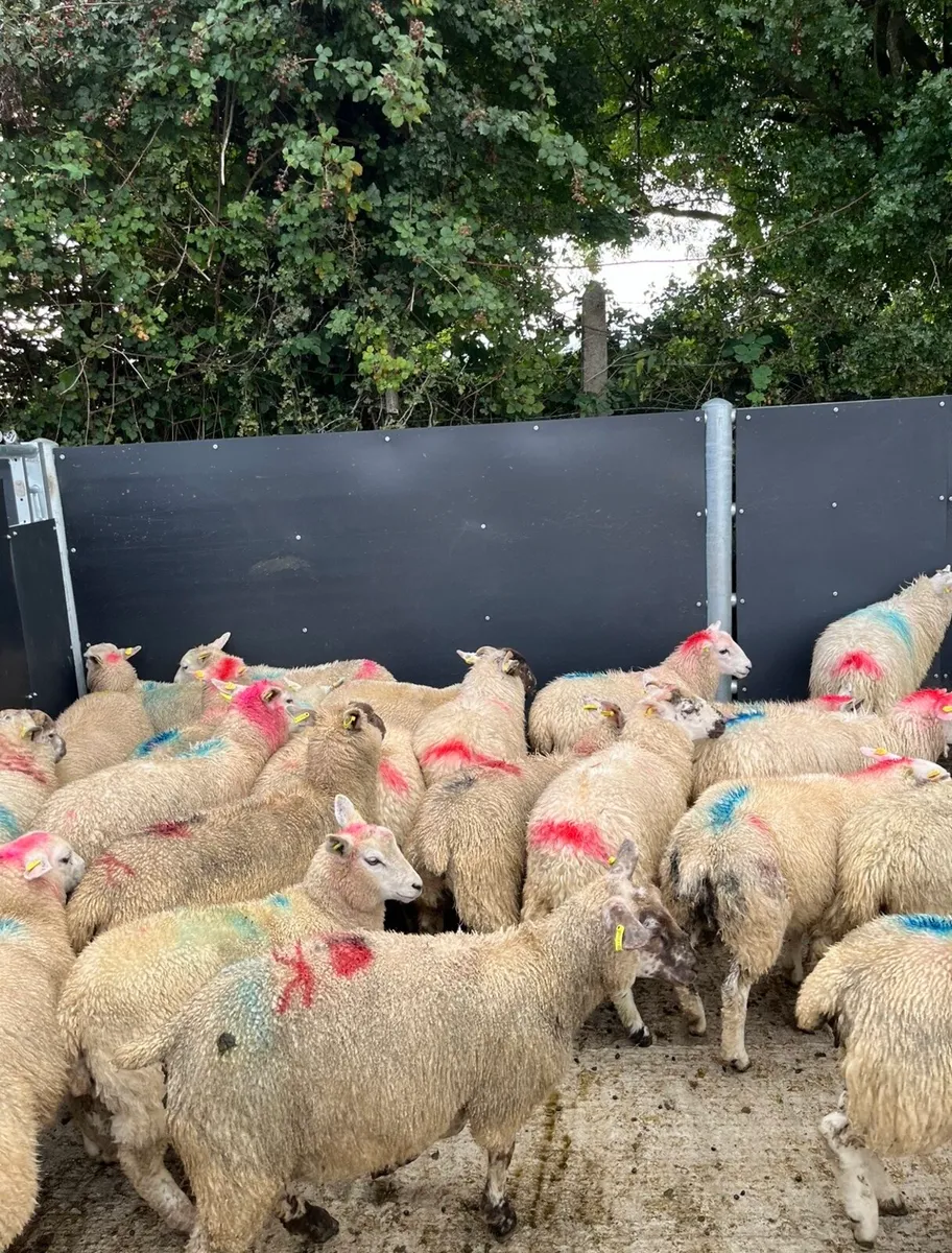 50 super ewe lambs for sale - Image 3