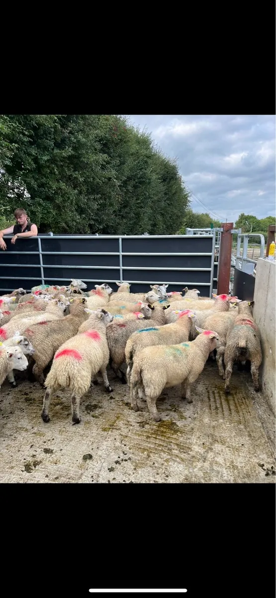 50 super ewe lambs for sale - Image 4