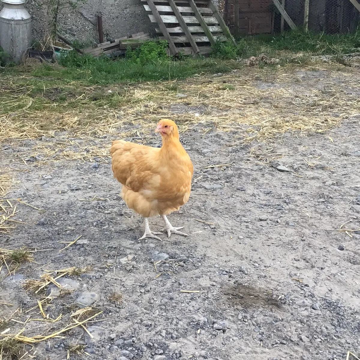 Buff Orpington hens - Image 4