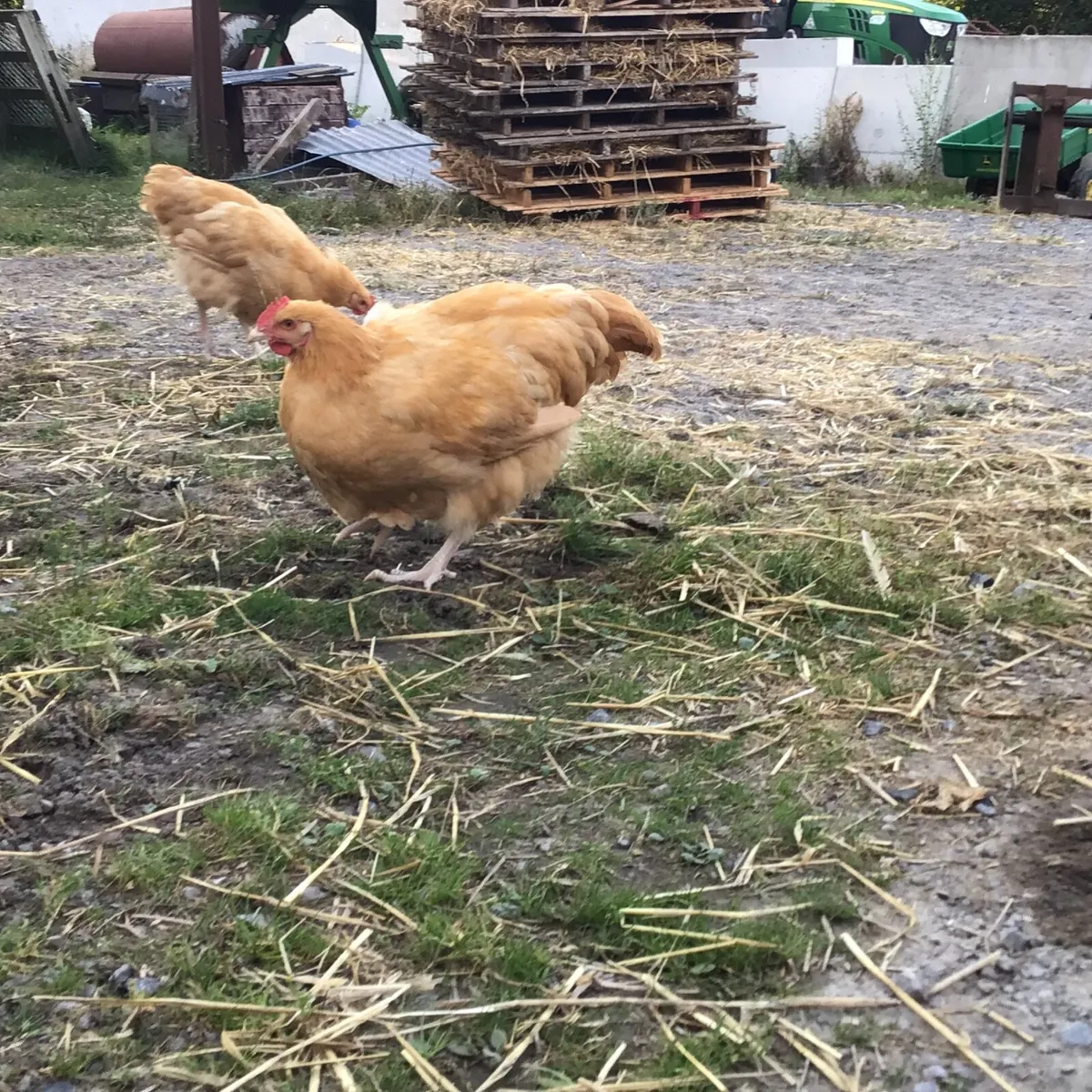 Buff Orpington roosters - Image 1