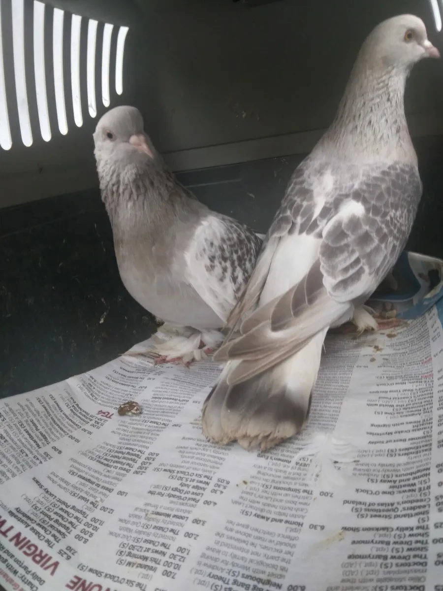 Pigeons - Image 1