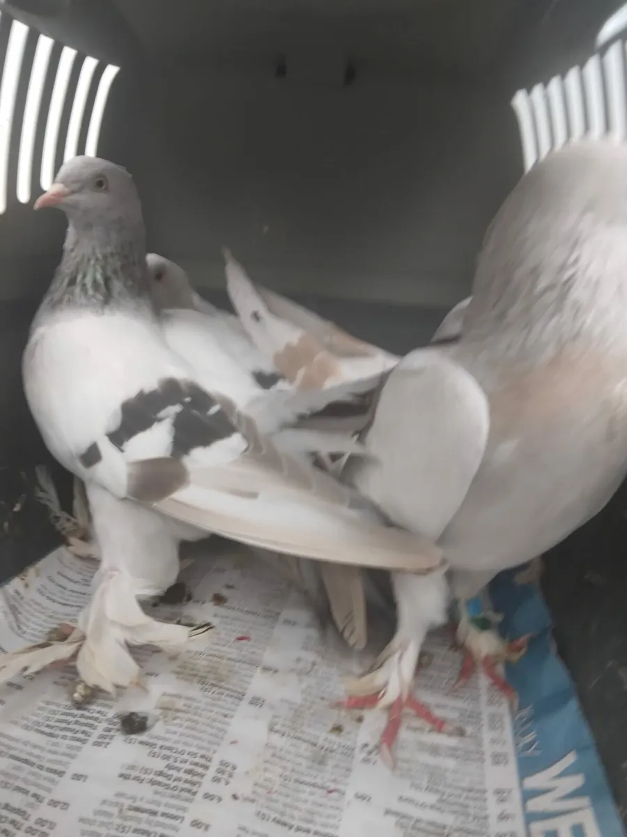Pigeons - Image 3