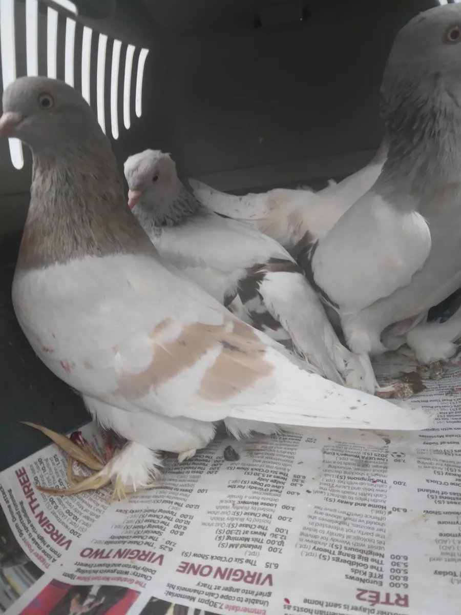 Pigeons - Image 4