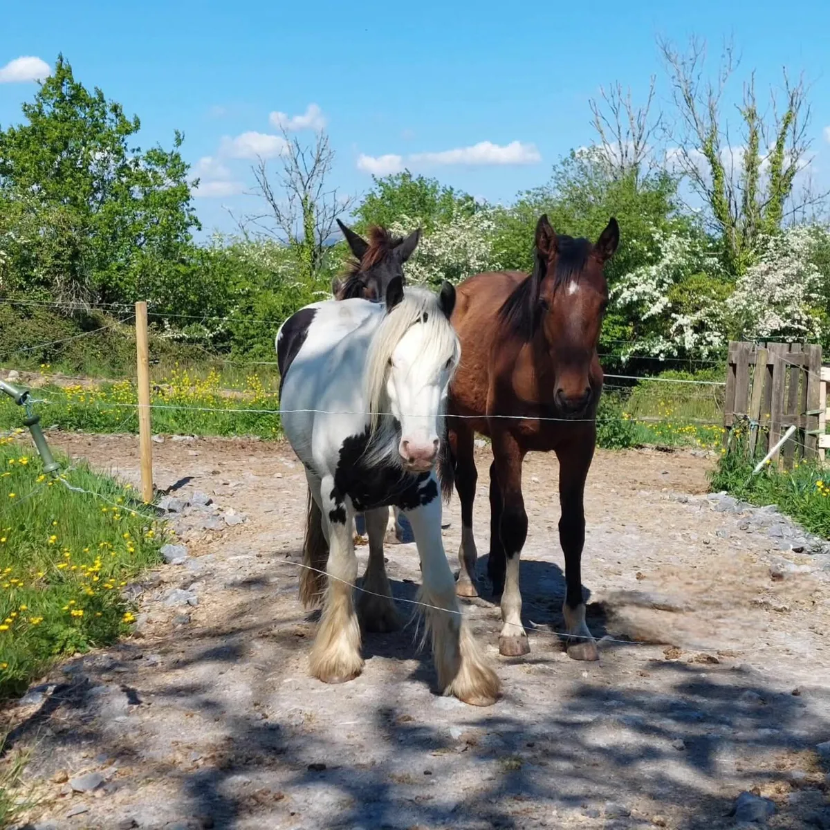 Full turnout throughout winter - Image 1