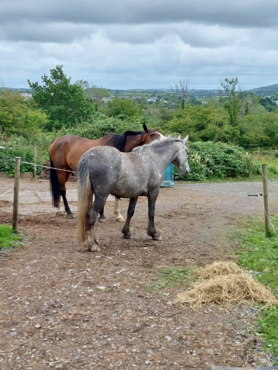 Full turnout throughout winter - Image 3