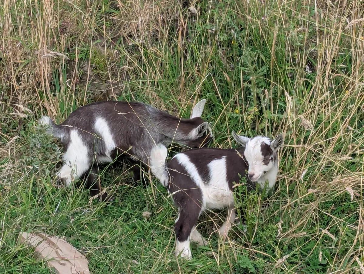 Pygmy goats - Image 1