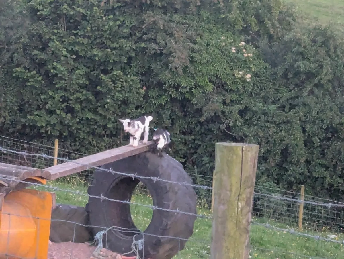 Pygmy goats - Image 2