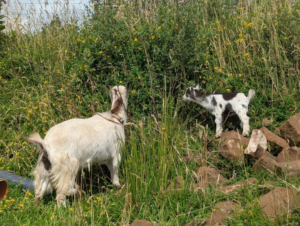 Pygmy goats - Image 4