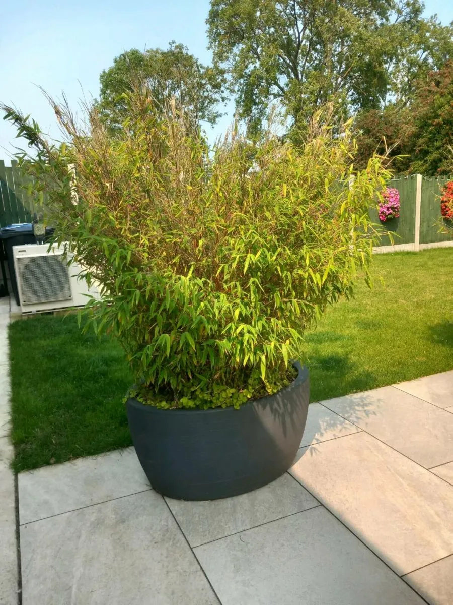 Bamboo in large pot - Image 1