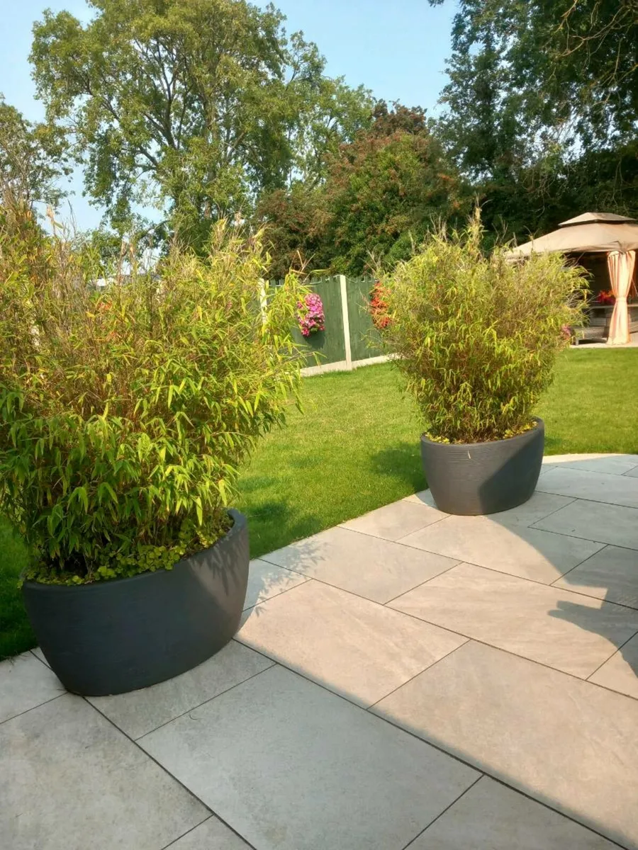 Bamboo in large pot - Image 2
