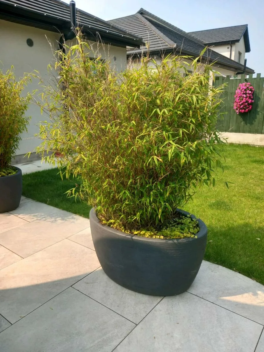 Bamboo in large pot - Image 3