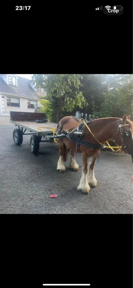 4 wheeler in perfect condition - Image 1