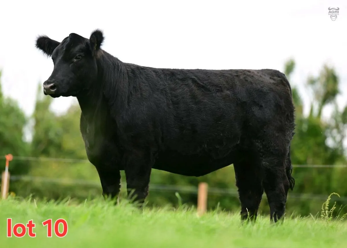 Black Diamond Angus Sale - Image 1