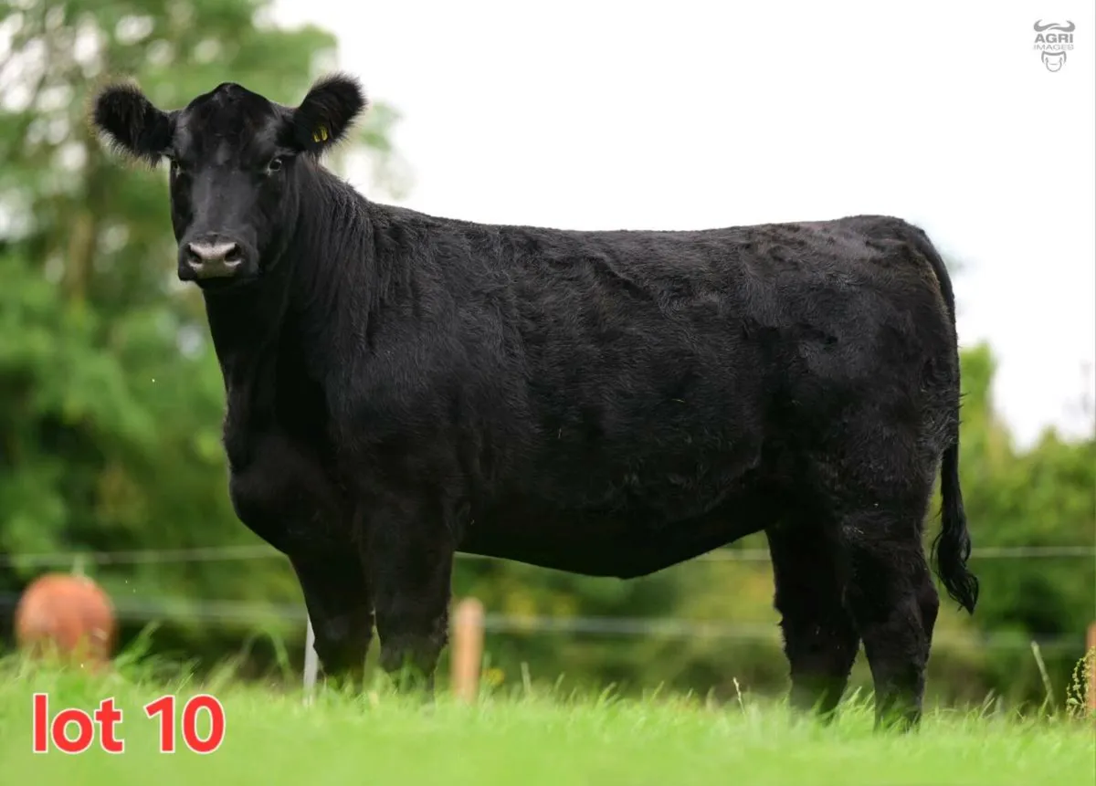 Black Diamond Angus Sale - Image 2