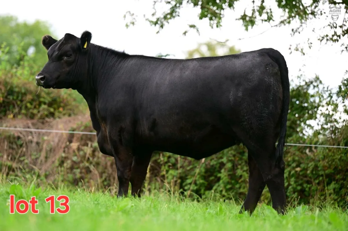 Black Diamond Angus Sale - Image 3